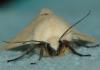 Spilosoma lutea